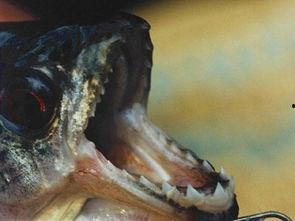 食人鱼吃东西视频