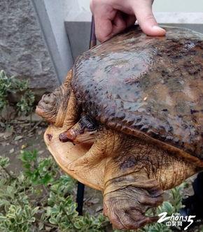 钓大甲鱼视频,视频教学带你轻松捕获巨物