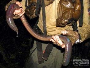 巨型蚯蚓视频,地下生物的震撼世界