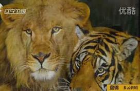 动物动物杂交视频,动物世界里的跨界传奇